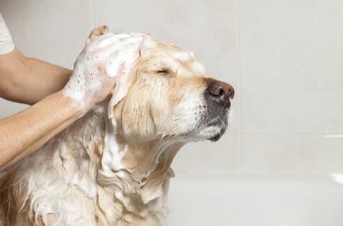 犬は汗をかくの かかないの どうぶつの皮膚科 耳科 アレルギー科