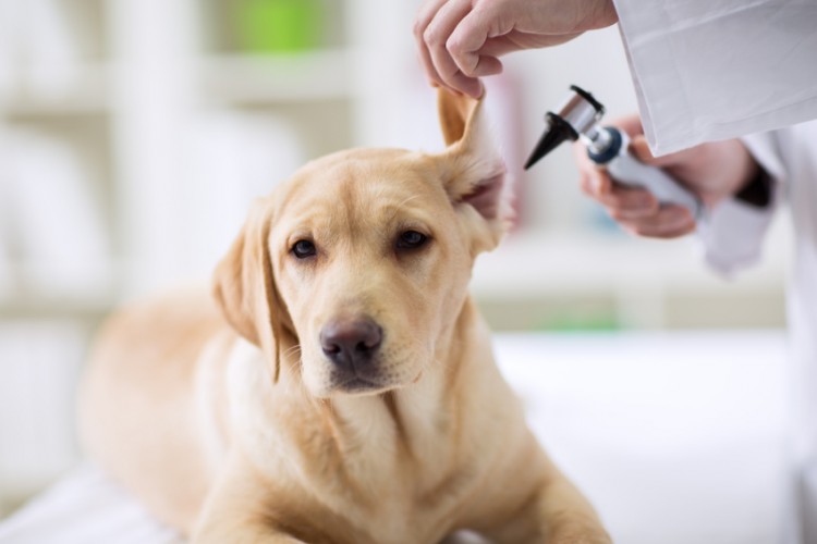 愛犬 愛猫の耳掃除に綿棒って使っていいの どうぶつの皮膚科 耳科 アレルギー科