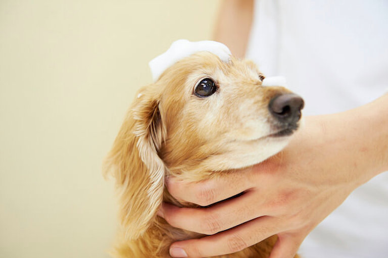 季節によって犬に使うシャンプーは変えるべき どうぶつの皮膚科 耳科 アレルギー科