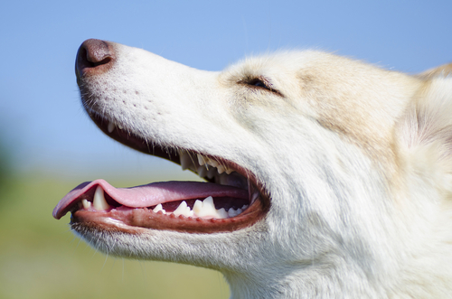 歯石って皮膚に影響ありますか 犬のお口のケア どうぶつの皮膚科 耳科 アレルギー科