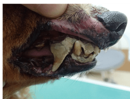 歯石って皮膚に影響ありますか 犬のお口のケア どうぶつの皮膚科 耳科 アレルギー科
