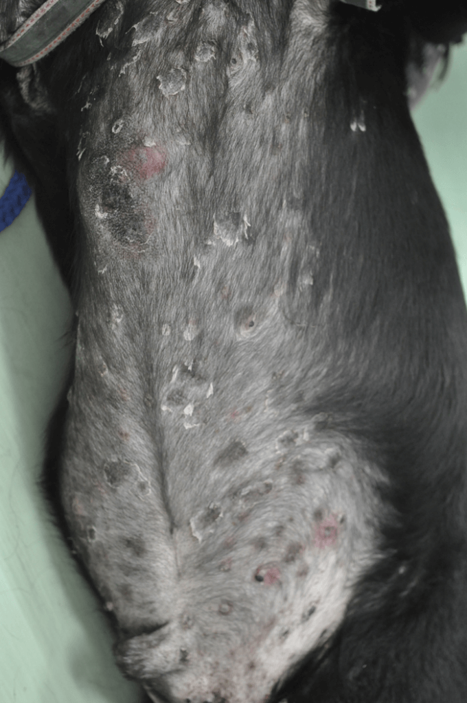 愛犬の皮膚に赤いブツブツが 膿皮症の原因と治療法 どうぶつの皮膚科 耳科 アレルギー科