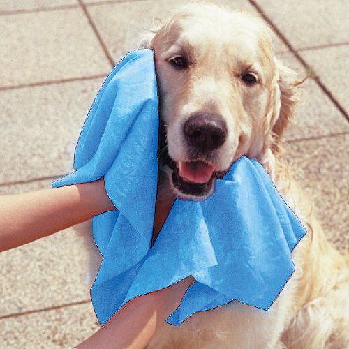 タオルで拭かれる犬