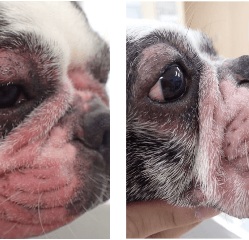 安全な駆虫薬により改善した犬のニキビダニ症の1例 どうぶつの皮膚科 耳科 アレルギー科