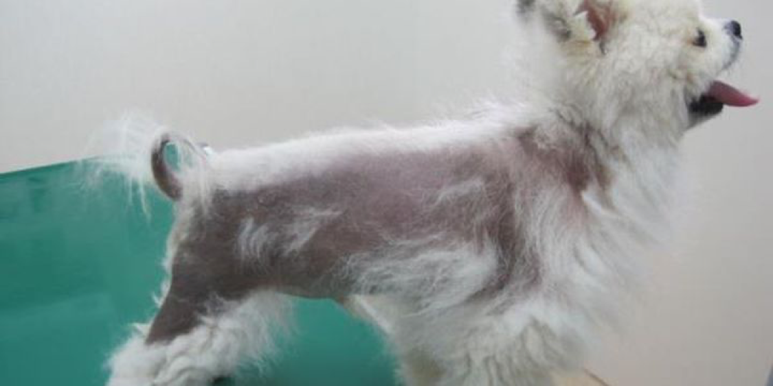 サプリメントにより発毛が認められたアロペシアxの犬の1例 どうぶつの皮膚科 耳科 アレルギー科