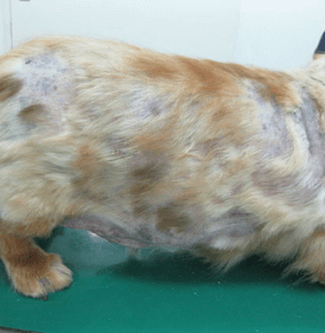 犬　アトピー性皮膚炎　再発性膿皮症　来院時　２