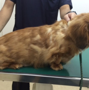 犬　アトピー性皮膚炎　再発性膿皮症　２ヶ月後　２