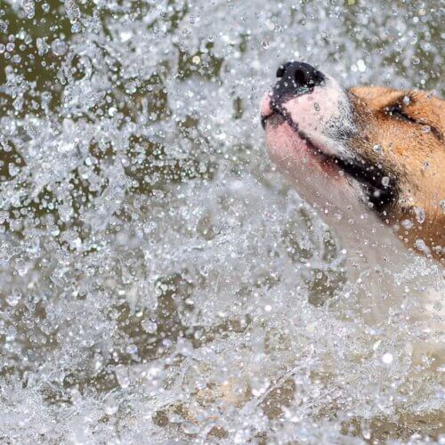 犬　水浴び