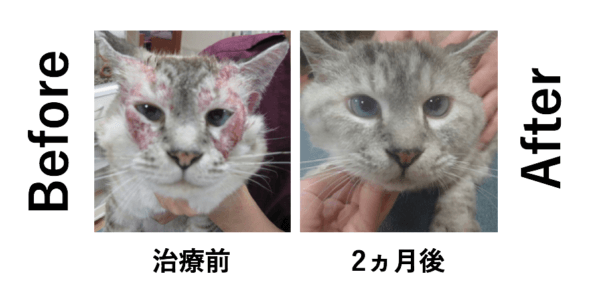 猫　過敏性皮膚炎　治療