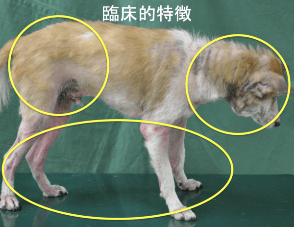 動物病院での血液検査で 犬のアトピー性皮膚炎を調べられる どうぶつの皮膚科 耳科 アレルギー科