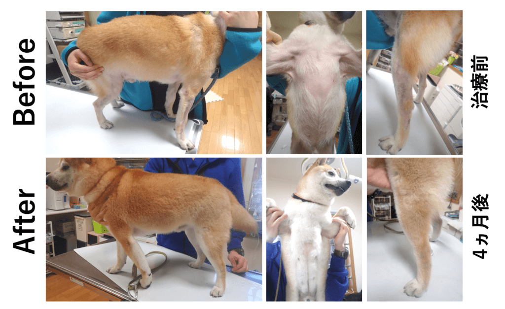 UP DATE! 犬アトピー性皮膚炎 2025年版 Amazon.co.jp: UP DATE！ 犬アトピー性皮膚炎 2025年版 : 伊從慶太