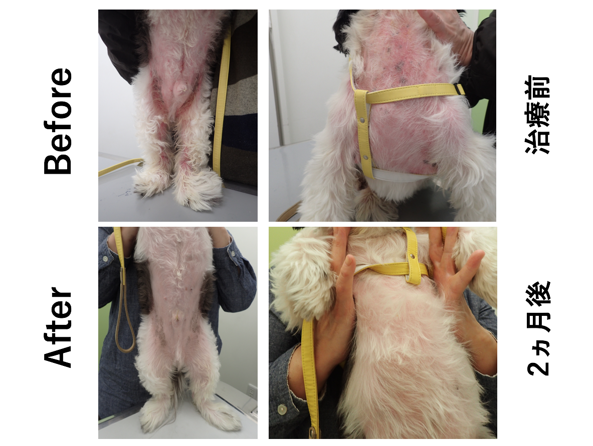 脂漏性皮膚炎とアトピー性皮膚炎が併発した犬の1例 どうぶつの皮膚科 耳科 アレルギー科