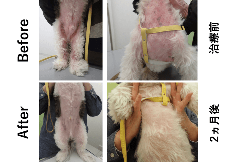 犬　脂漏性皮膚炎　アトピー性皮膚炎　併発