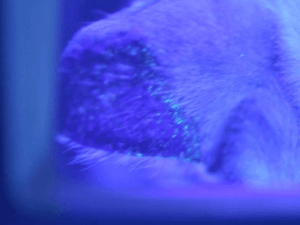 犬猫　皮膚検査