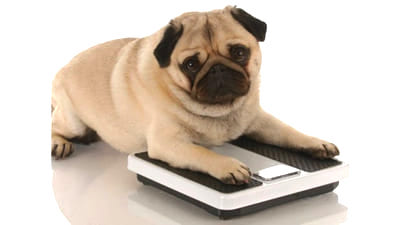 体重計に乗っている犬の写真