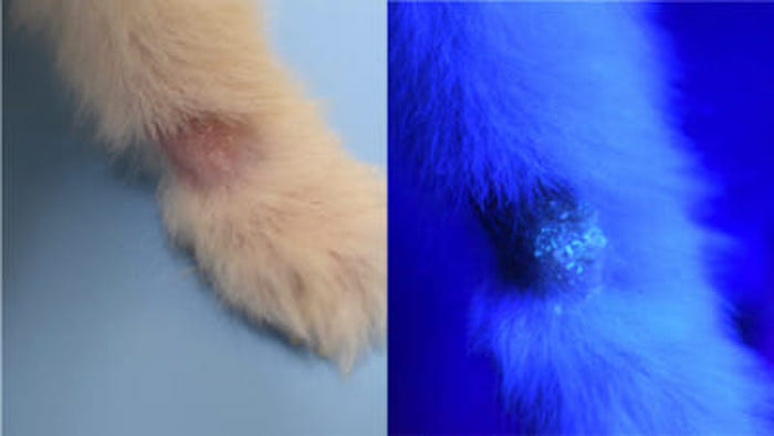 犬猫の皮膚糸状菌症って 原因 症状 治療 予防法まとめ 獣医皮膚科専門医が解説 どうぶつの皮膚科 耳科 アレルギー科