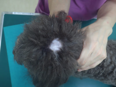 犬のトリミング処置後の皮膚トラブルについて 獣医皮膚科専門医が解説 どうぶつの皮膚科 耳科 アレルギー科